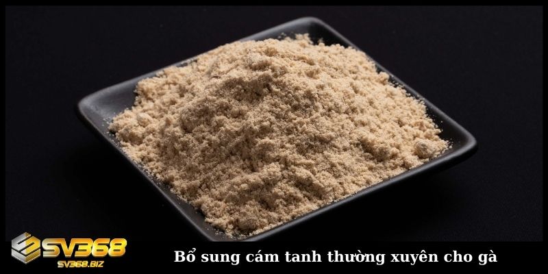 Cho gà ăn gì trước khi ra trận và các lưu ý trong khẩu phần 4 Bổ sung cám tanh thường xuyên cho gà