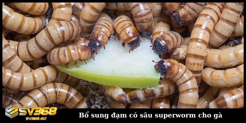 Cho gà ăn gì trước khi ra trận và các lưu ý trong khẩu phần 2 Bổ sung đạm có sâu superworm cho gà