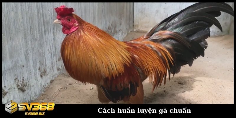 Cách huấn luyện gà chuẩn
