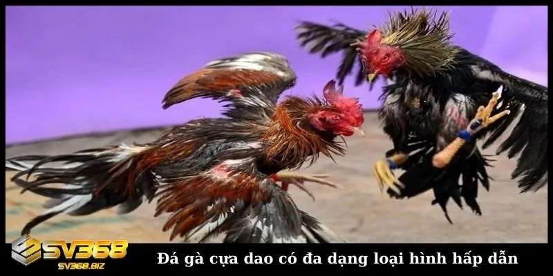 Đá gà cựa dao - Khám phá hình thức đấu gà trực tuyến hấp dẫn 2 Có nhiều loại hình đá gà cựa dao hấp dẫn