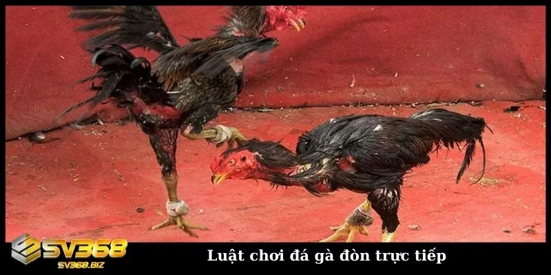 Đá gà đòn trực tiếp Thomo - Trải nghiệm đỉnh cao cùng SV368 2 Khám phá về luật chơi đá gà đòn Thomo, Campuchia