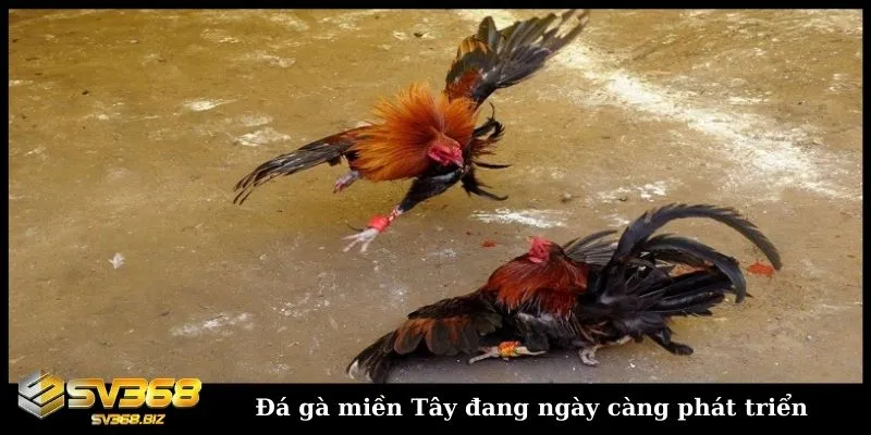 Đá gà miền tây có gì đặc sắc? Các thể loại đấu gà miền Tây 5 Hiện nay nhiều sư kê đã đưa gà đá miền Tây tham gia các giải đấu lớn
