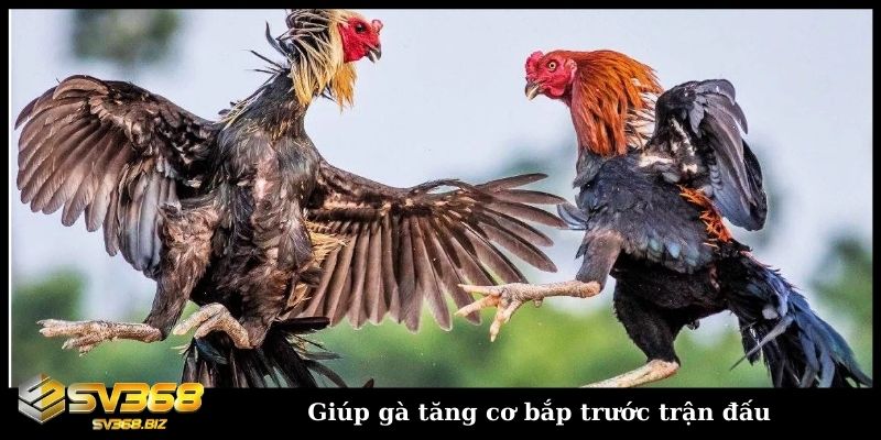 Cho gà ăn gì trước khi ra trận và các lưu ý trong khẩu phần 3 Cho gà ăn gì trước khi ra trận - Giúp gà tăng cơ bắp trước trận đấu