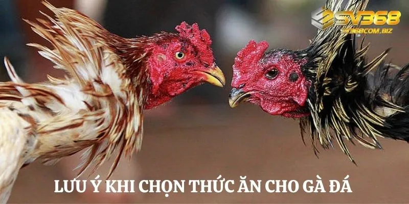 Tìm hiểu các loại thức ăn cho gà đá phát triển mạnh mẽ 5 Một số lưu ý khi chọn thức ăn cho gà chọi sư kê cần nắm được