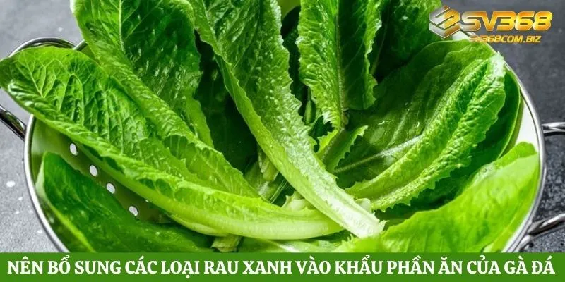 Tìm hiểu các loại thức ăn cho gà đá phát triển mạnh mẽ 3 Nên bổ sung các loại rau xanh vào khẩu phần ăn của gà đá