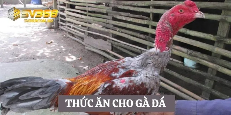 thức ăn cho gà đá